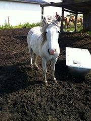 Anden særlig race Sofie billede 3