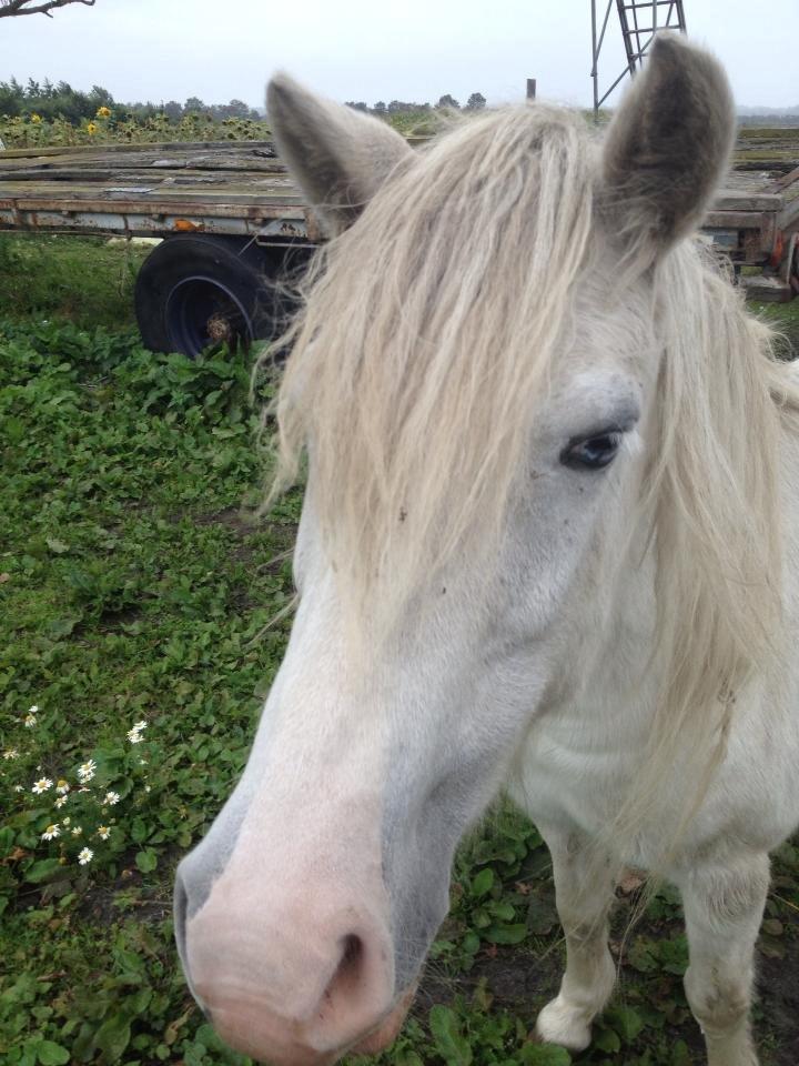 Anden særlig race Sofie billede 4
