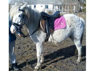 Anden særlig race Sofie billede 1