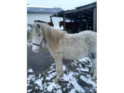 Anden særlig race Sofie billede 2