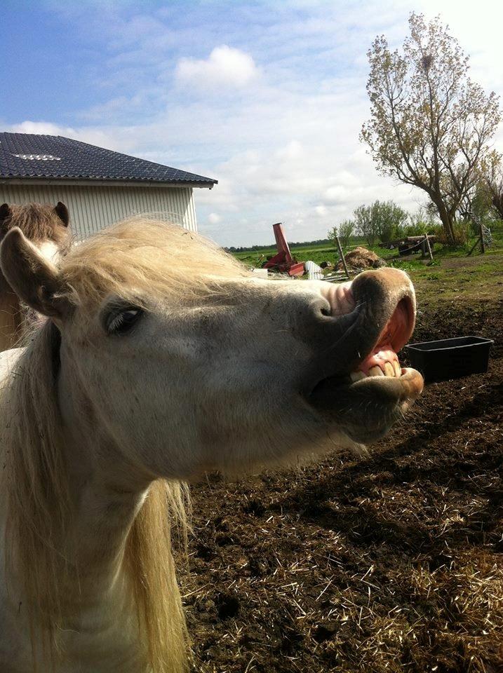Anden særlig race Sofie billede 6