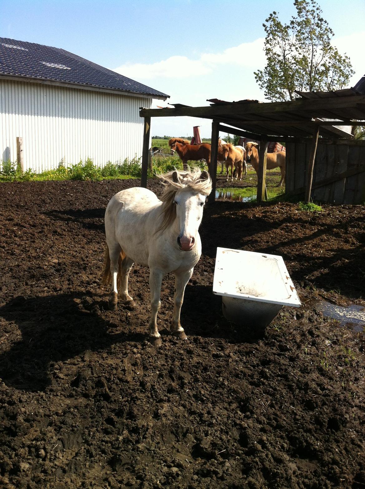 Anden særlig race Sofie billede 9