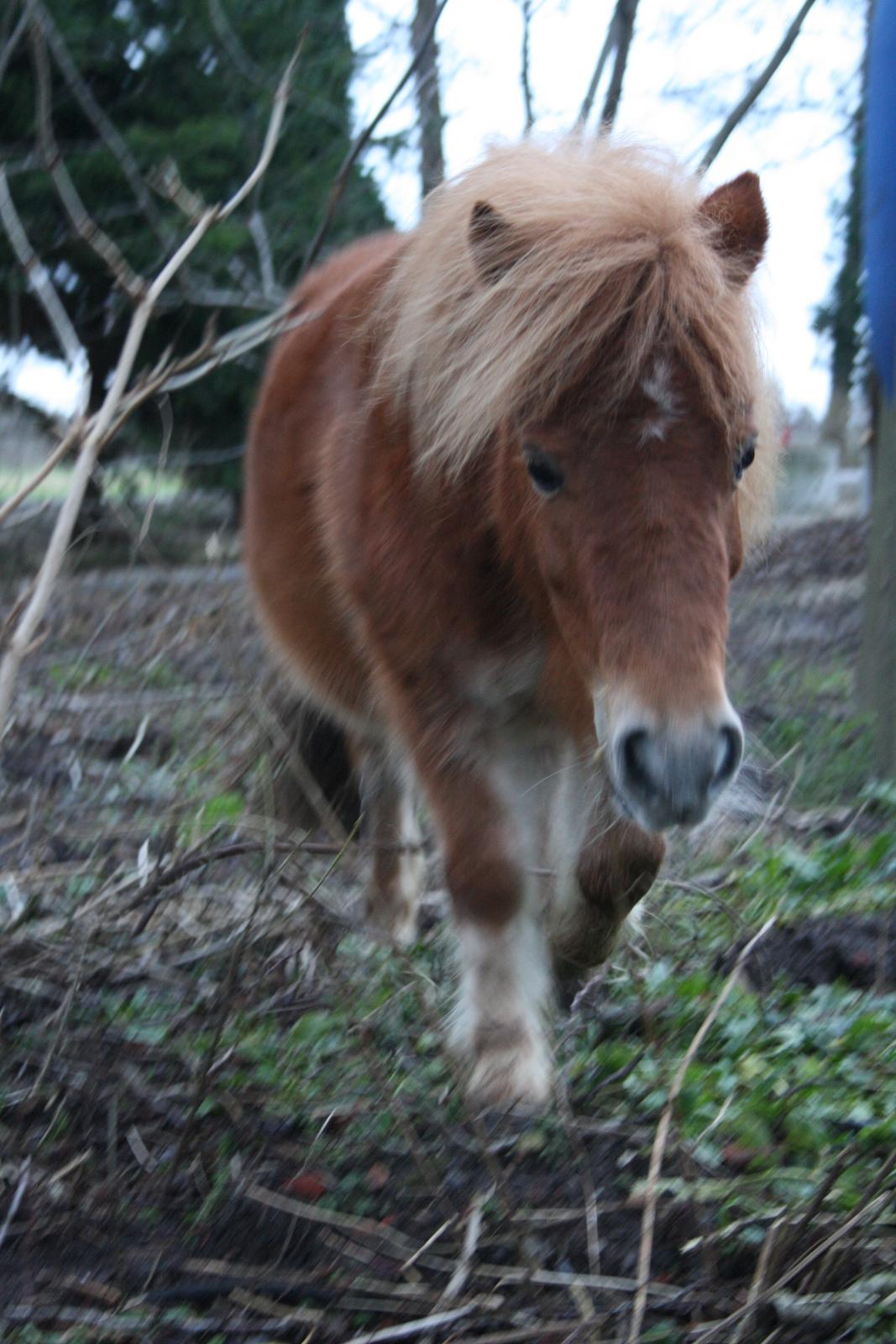 Miniature Lille Boysen (Trouble) - Ponzz i skoven :D billede 17