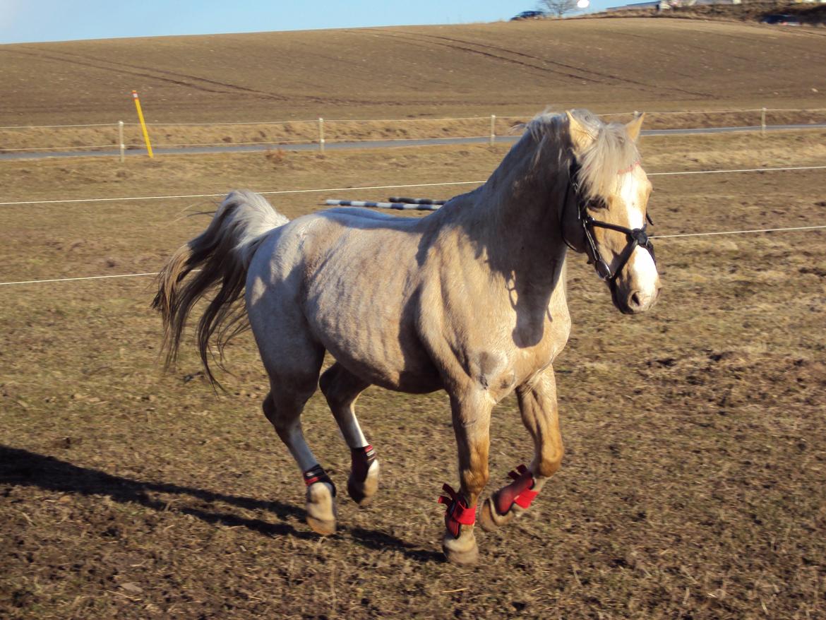 Anden særlig race Jerry. *SOLGT* billede 25