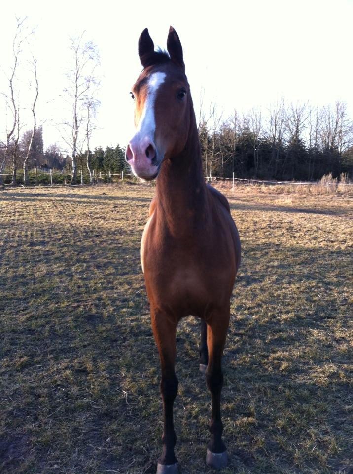 Anden særlig race /Araber Cheval - Flot fyr <3 billede 6