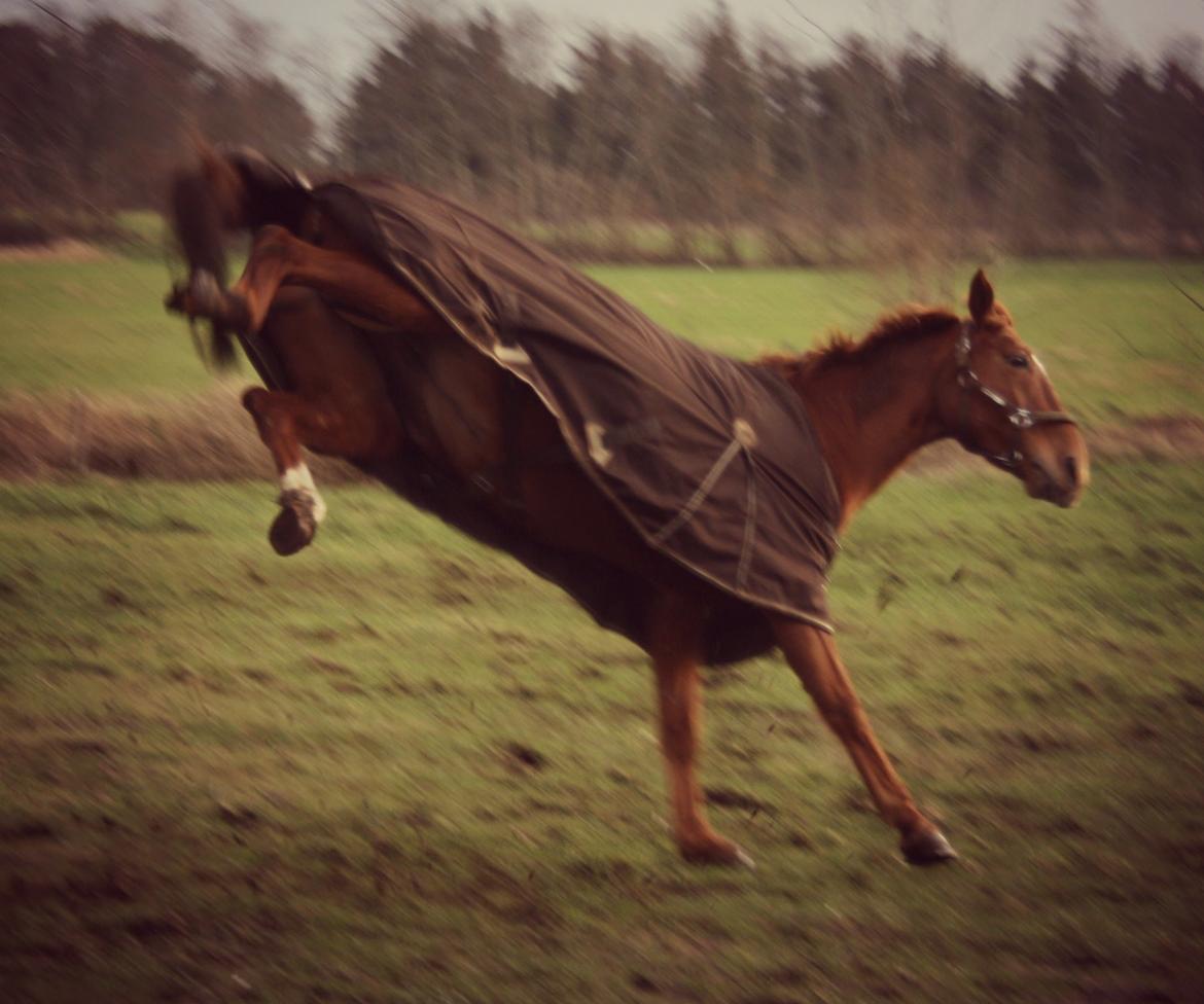 Hannoveraner Whisper billede 11