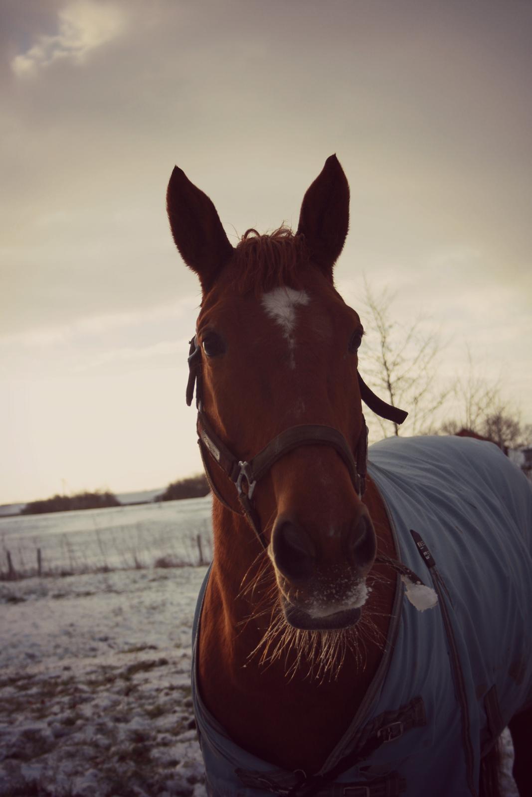 Hannoveraner Whisper billede 19