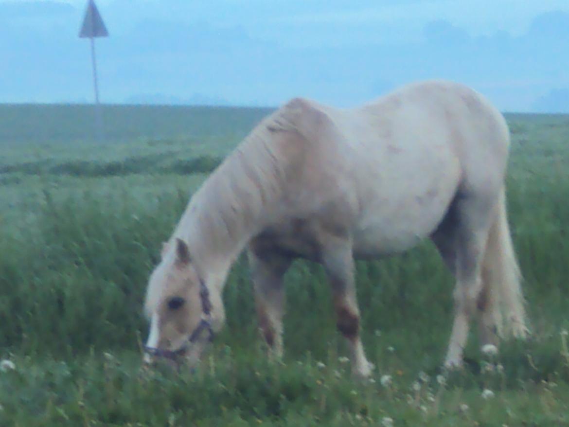 Anden særlig race Jerry. *SOLGT* - Da jeg var ude og hente ham for sidste gang:-( billede 30