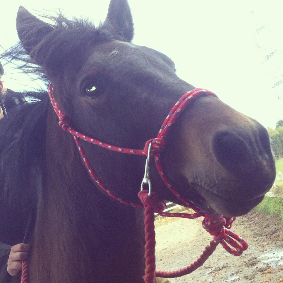 New Forest Mister twostar (tidl. Part) billede 1