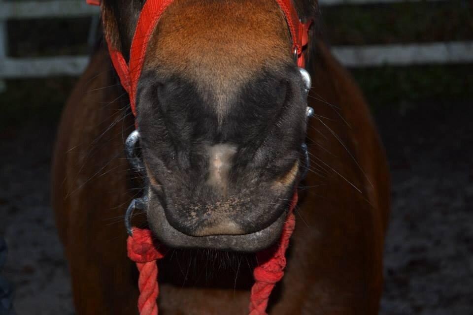 New Forest Mister twostar (tidl. Part) billede 3