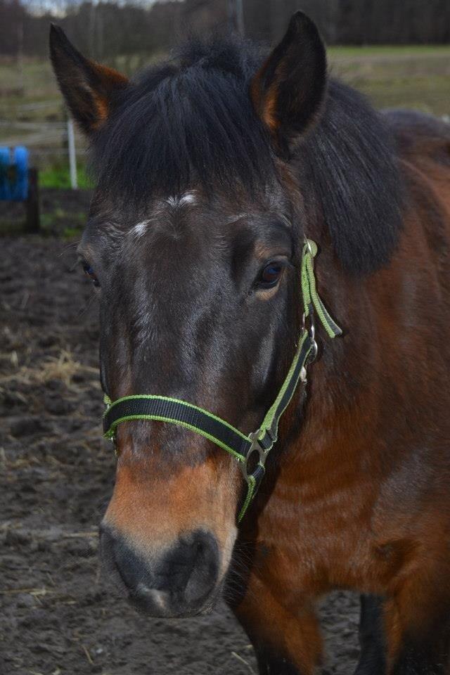 New Forest Mister twostar (tidl. Part) billede 5