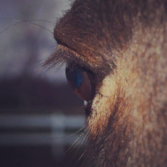 New Forest Mister twostar (tidl. Part) billede 6