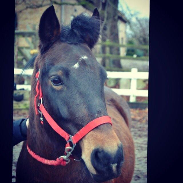 New Forest Mister twostar (tidl. Part) billede 7