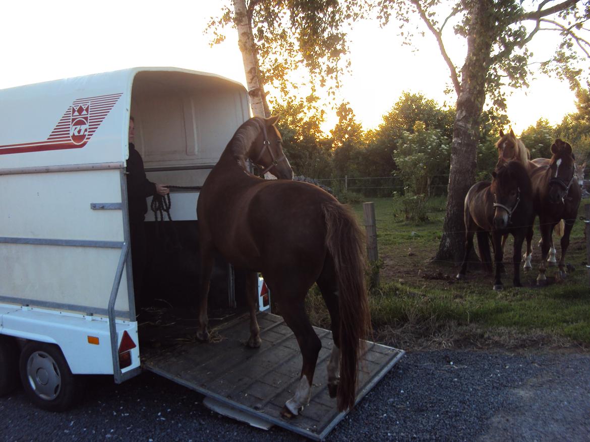 Anden særlig race Vestergårds La Foxy - Første gang Foxy ser sine nye fold karmerarter:-) billede 36