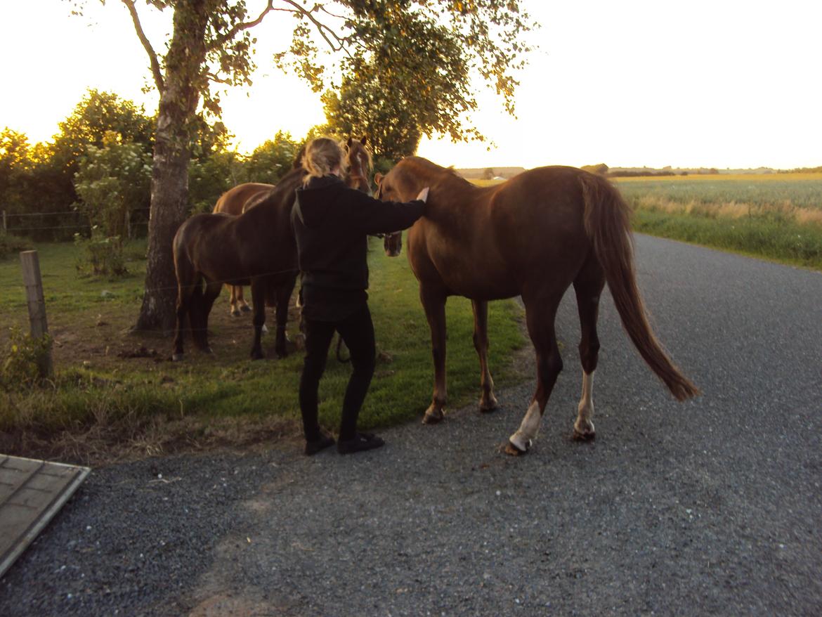 Anden særlig race Vestergårds La Foxy - Første gang Foxy ser sine nye foldkarmerarter:-) billede 39