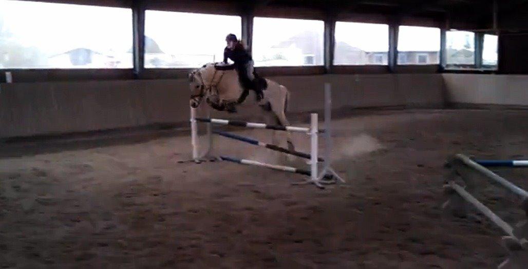 Fjordhest Aslaug *STJERNE* - Den bedste! <3 *Foto: fra video* billede 2