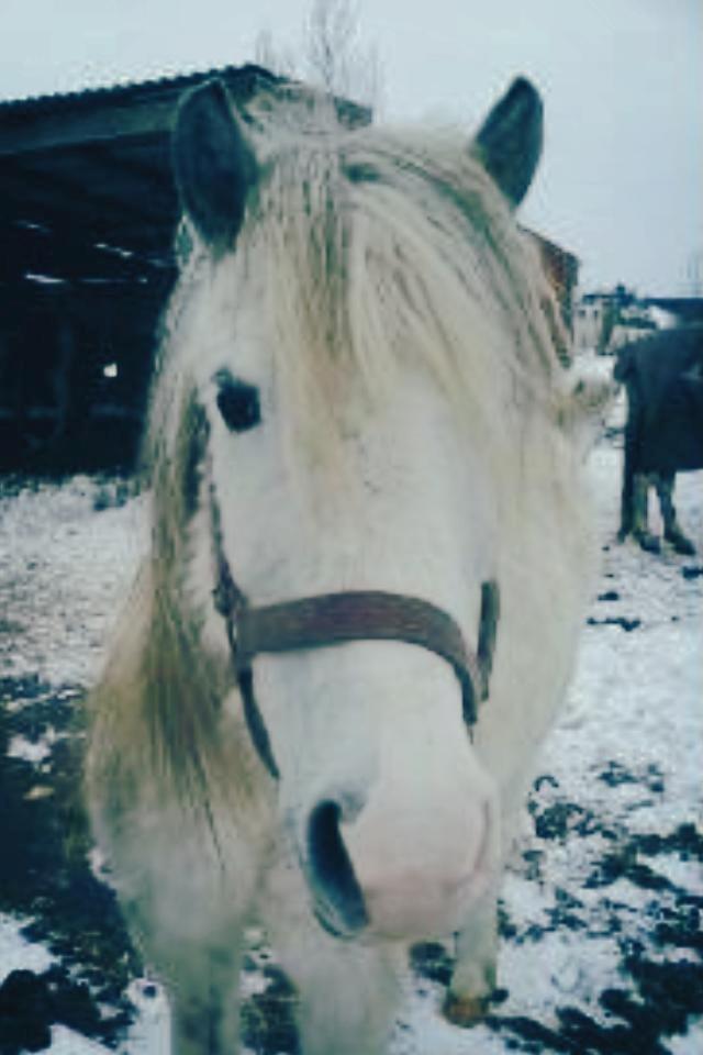 Anden særlig race Sofie billede 7