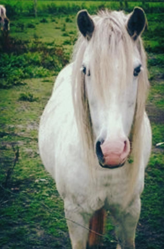 Anden særlig race Sofie billede 8