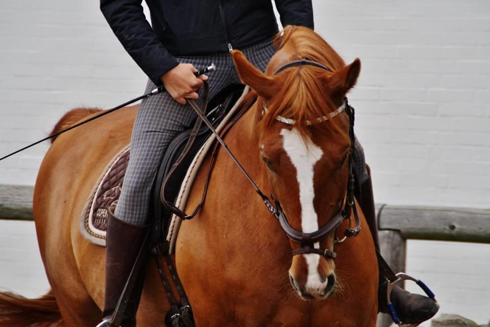 Anden særlig race Casino Royal - Billedet taget af; Caroline Krabbe billede 19