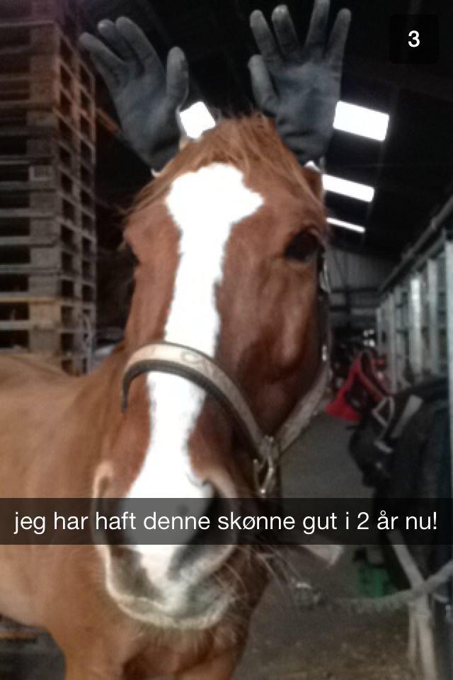 Anden særlig race Casino Royal - Godt ser man altid ud! 2 år! billede 20