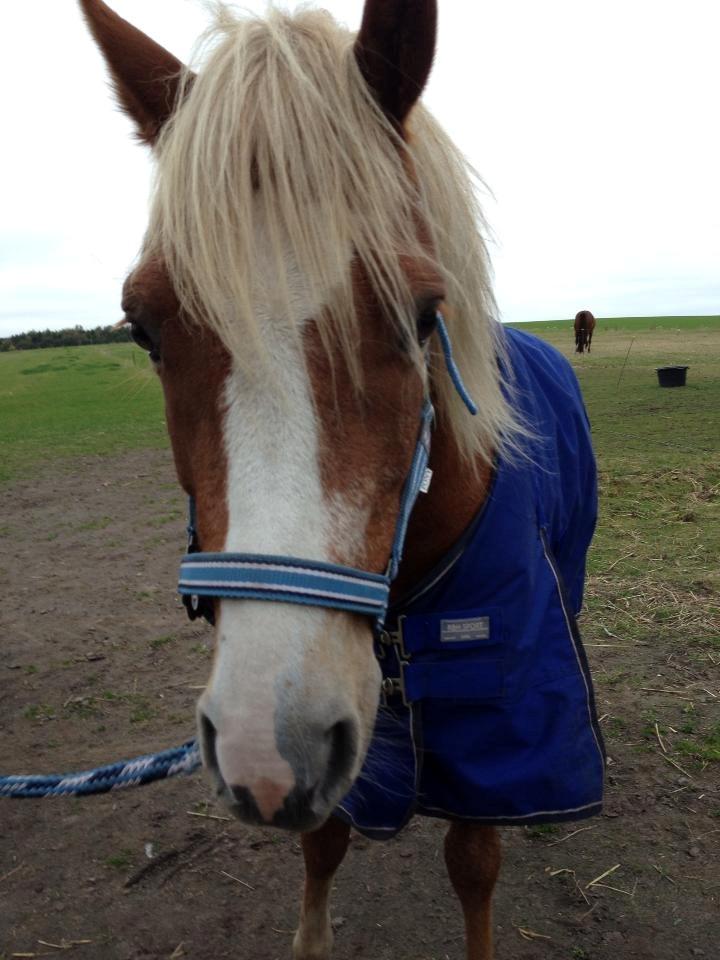 Welsh Pony (sec B) Clausholm volvo (IR) SOLGT - Ej! det her billede er bare så nuttet af ham<3 billede 20