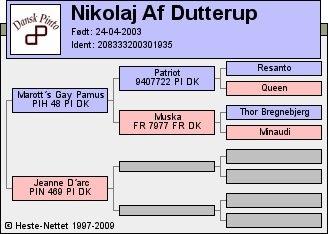 Pinto Nikolaj af Dutterup billede 29
