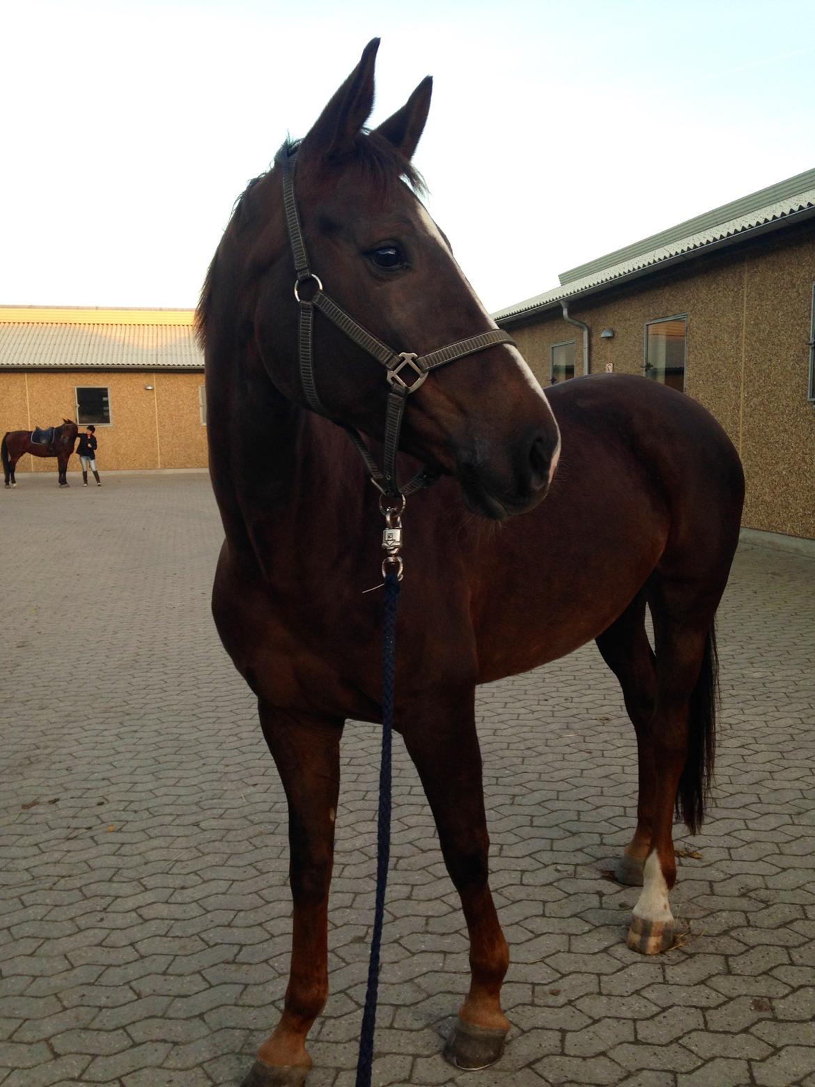 Dansk Varmblod Lykkehøjs Amalie (Klister) billede 1