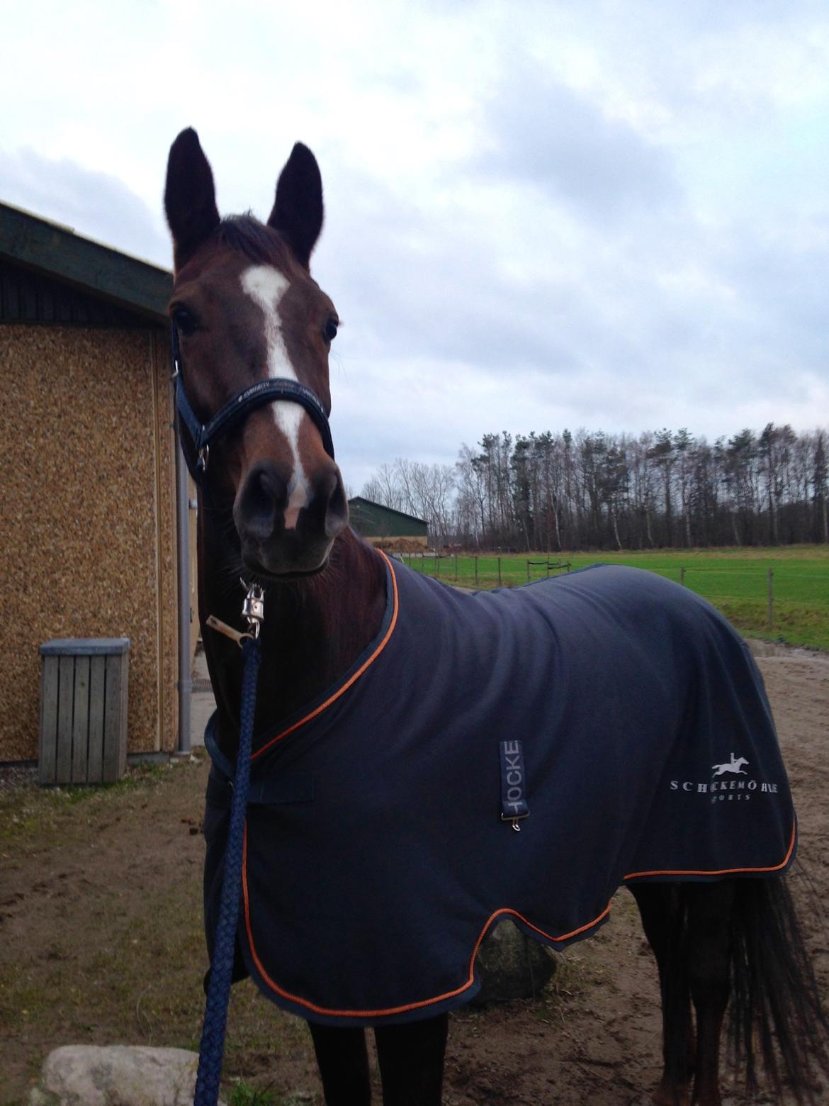 Dansk Varmblod Lykkehøjs Amalie (Klister) billede 2