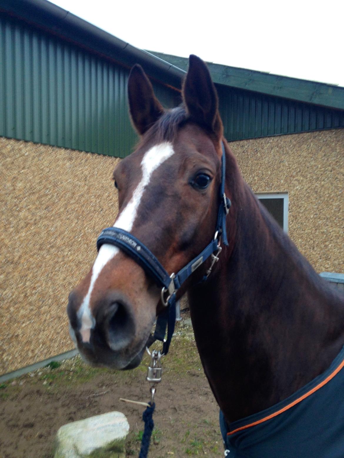 Dansk Varmblod Lykkehøjs Amalie (Klister) billede 3