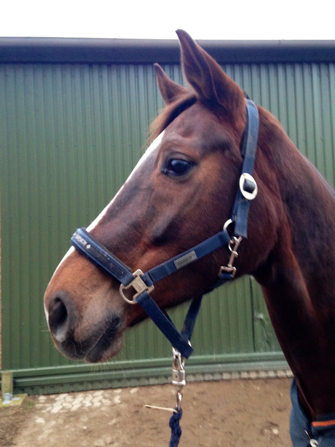 Dansk Varmblod Lykkehøjs Amalie (Klister) billede 4