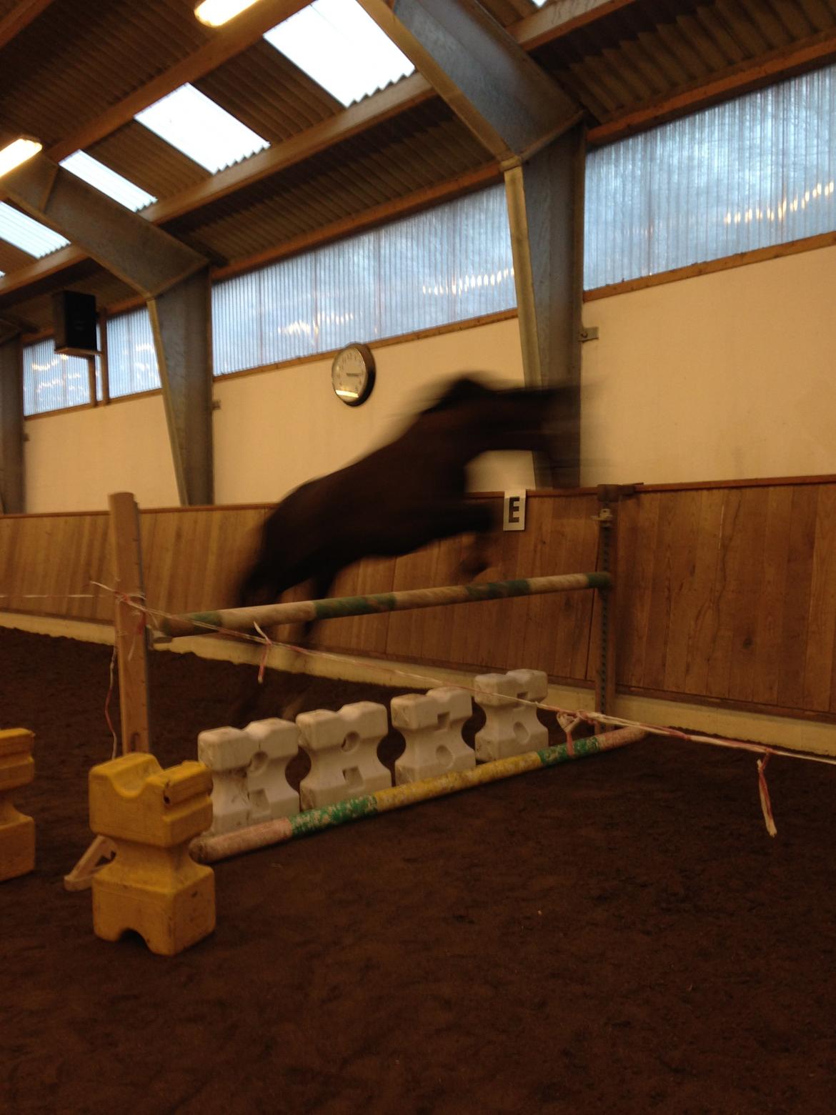 Dansk Varmblod Lykkehøjs Amalie (Klister) billede 5