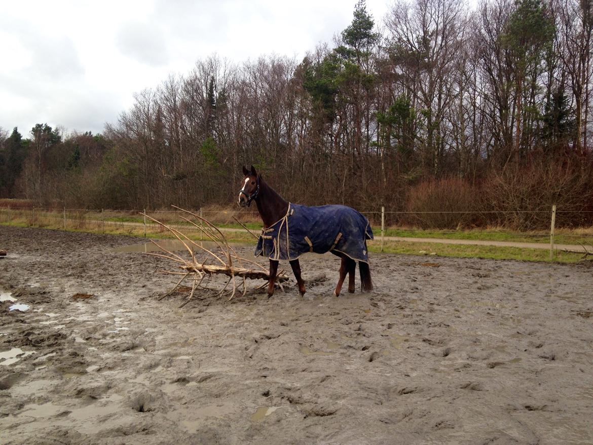 Dansk Varmblod Lykkehøjs Amalie (Klister) billede 6