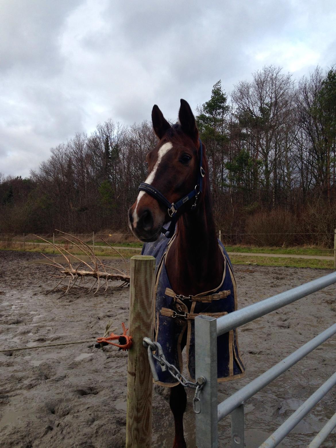 Dansk Varmblod Lykkehøjs Amalie (Klister) billede 7