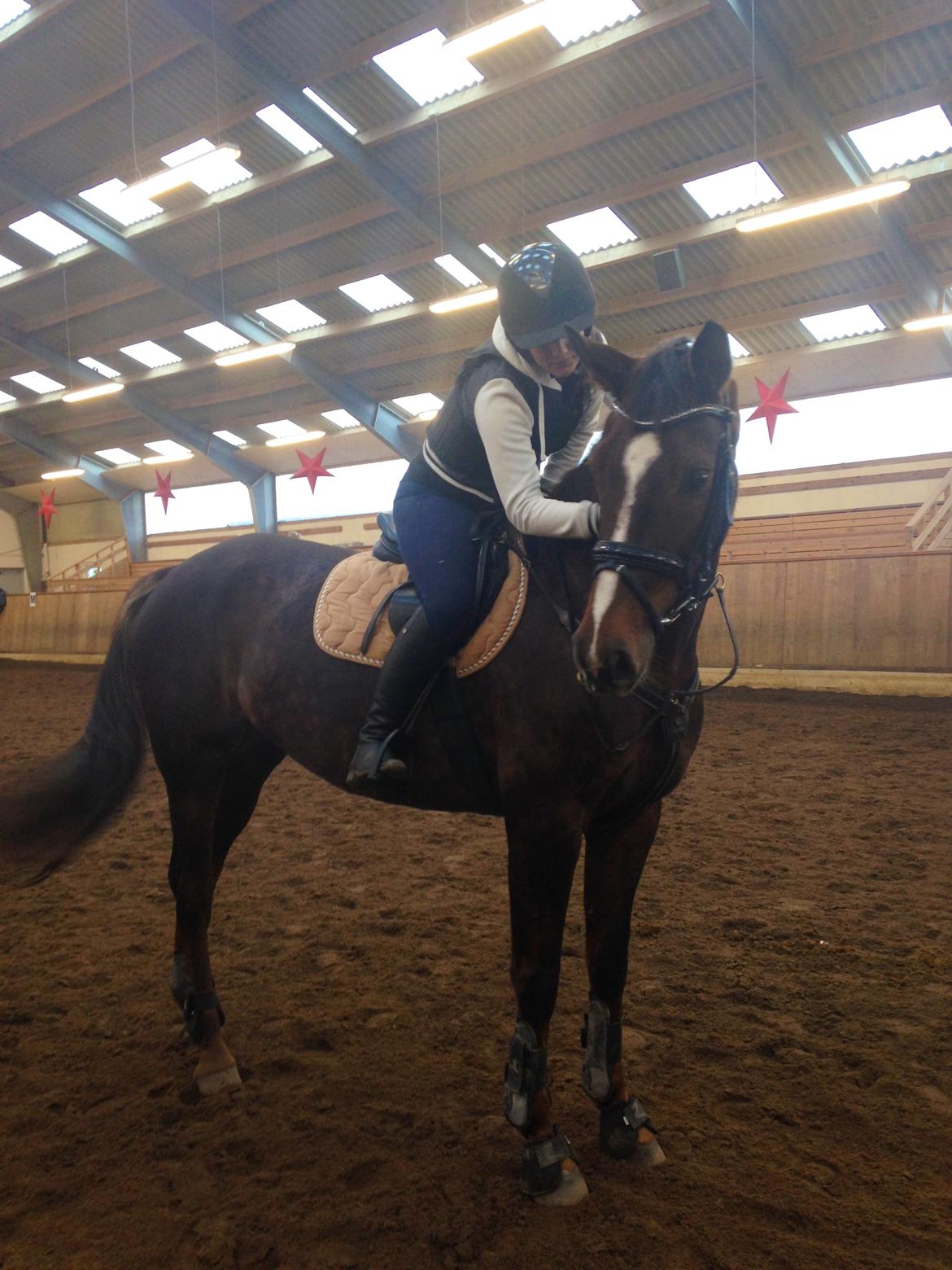 Dansk Varmblod Lykkehøjs Amalie (Klister) billede 8