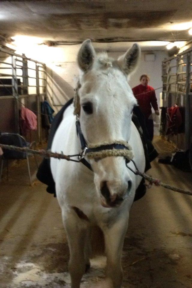 Anden særlig race Albert - Albert <3 dagen op til stævnet :-) billede 2