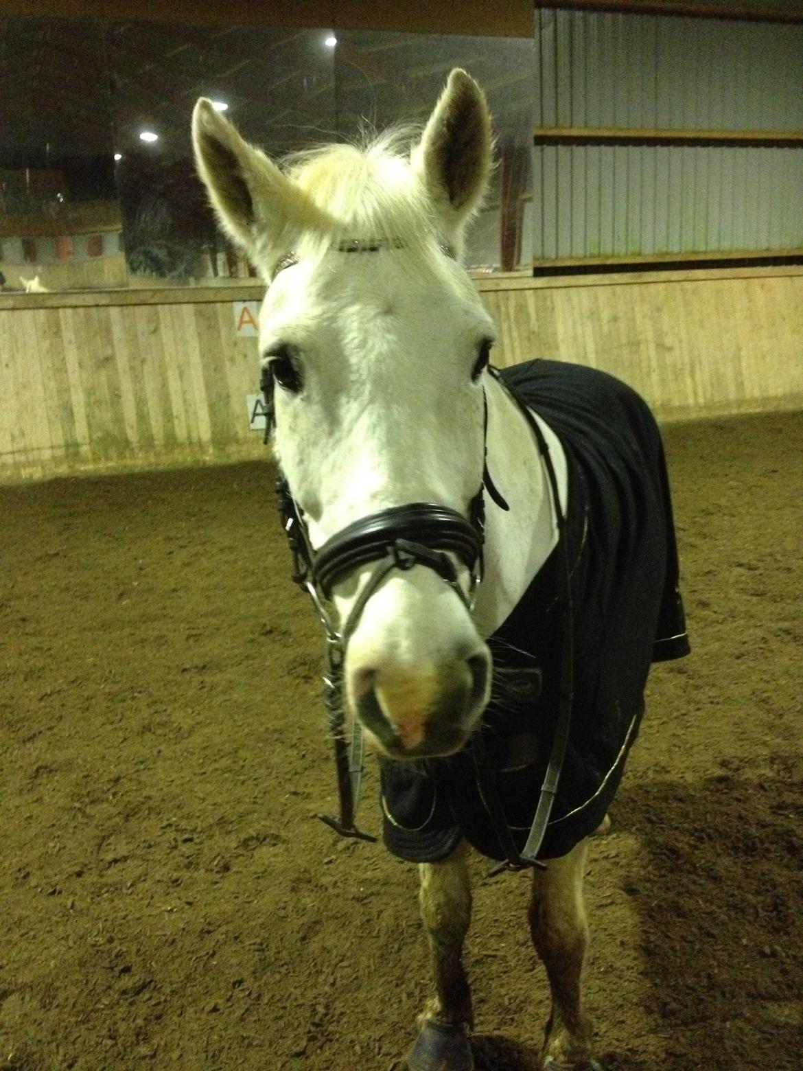 Anden særlig race Albert - Vi skritede lige af uden saddel :-) billede 9