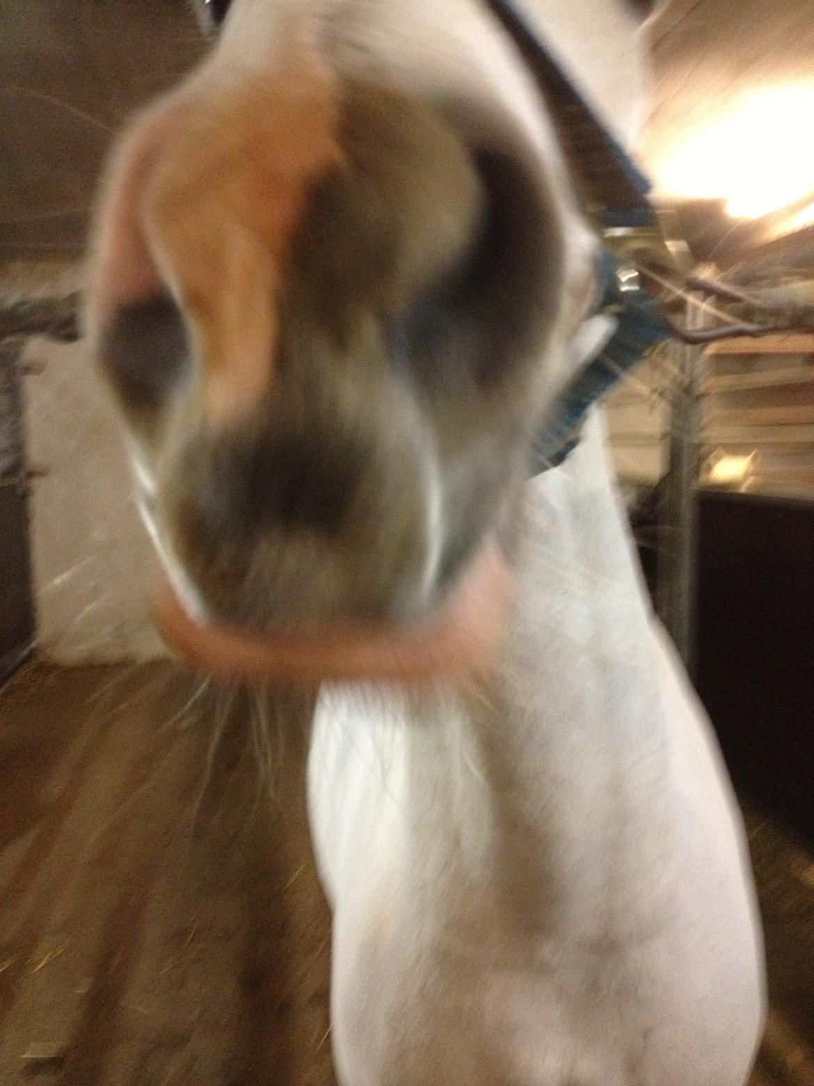 Anden særlig race Albert - Kys, kys :-)) billede 4