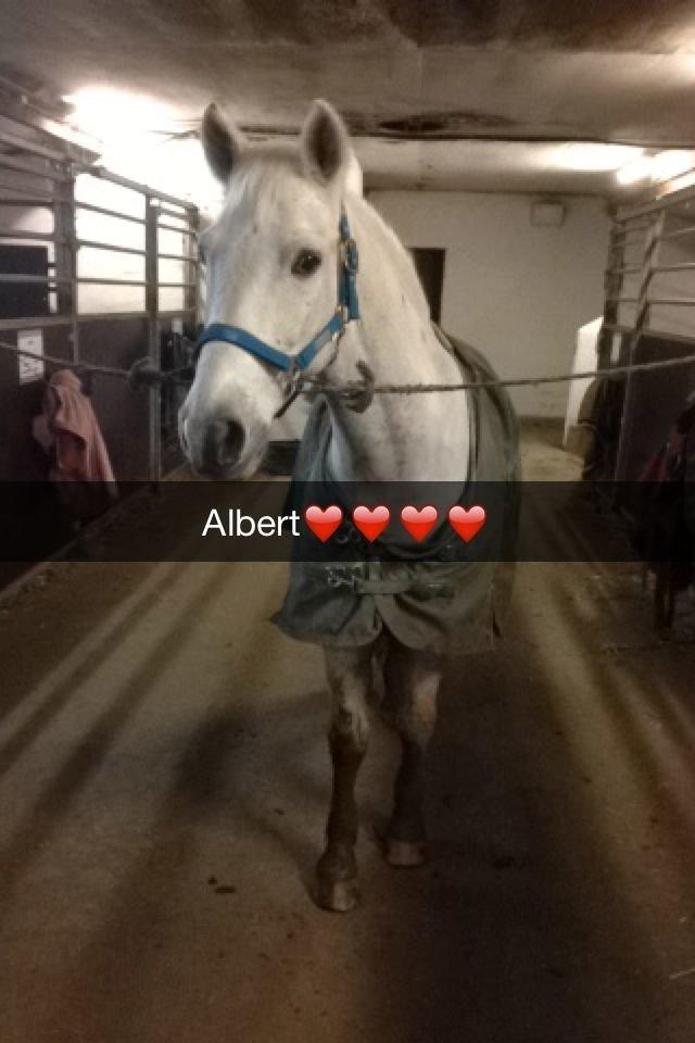 Anden særlig race Albert - Albert <3 billede 7
