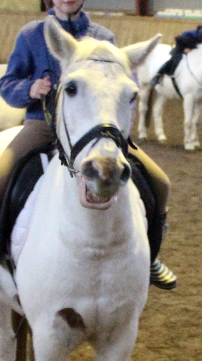 Anden særlig race Albert - Ja?? han er så lækker! billede 6