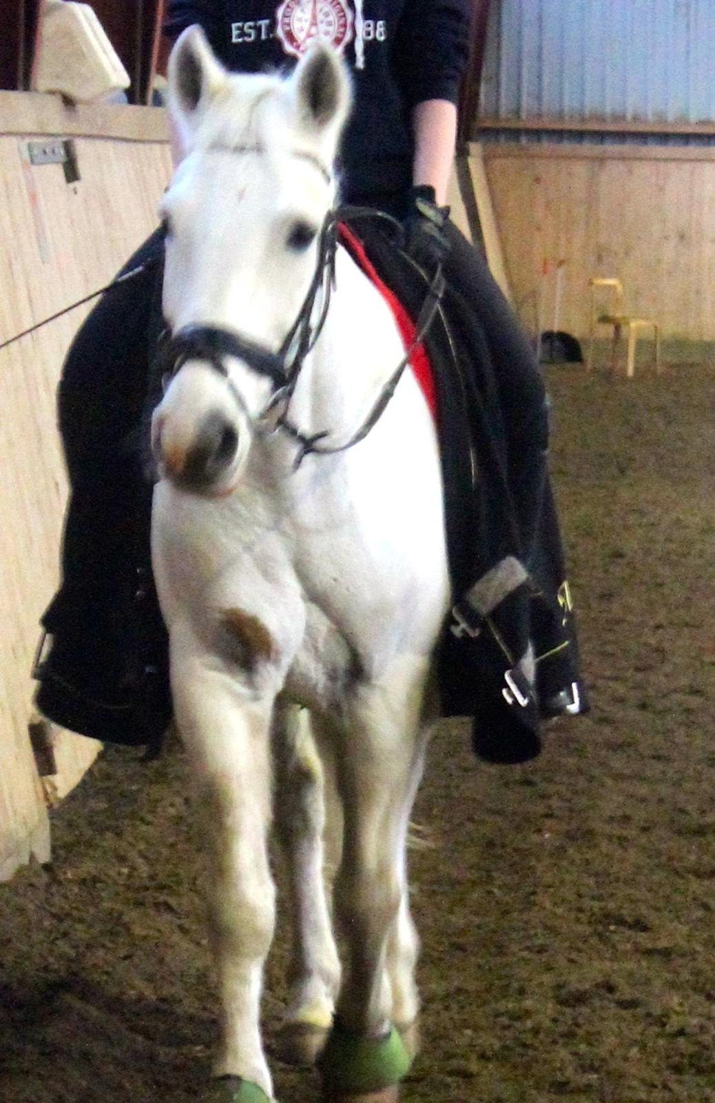 Anden særlig race Albert - <3<3 billede 8