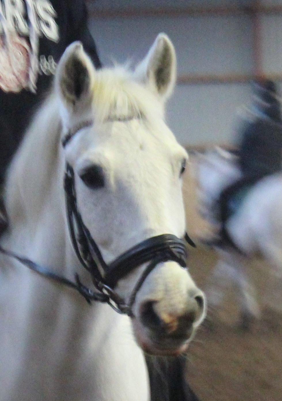 Anden særlig race Albert - Albert <3 billede 1