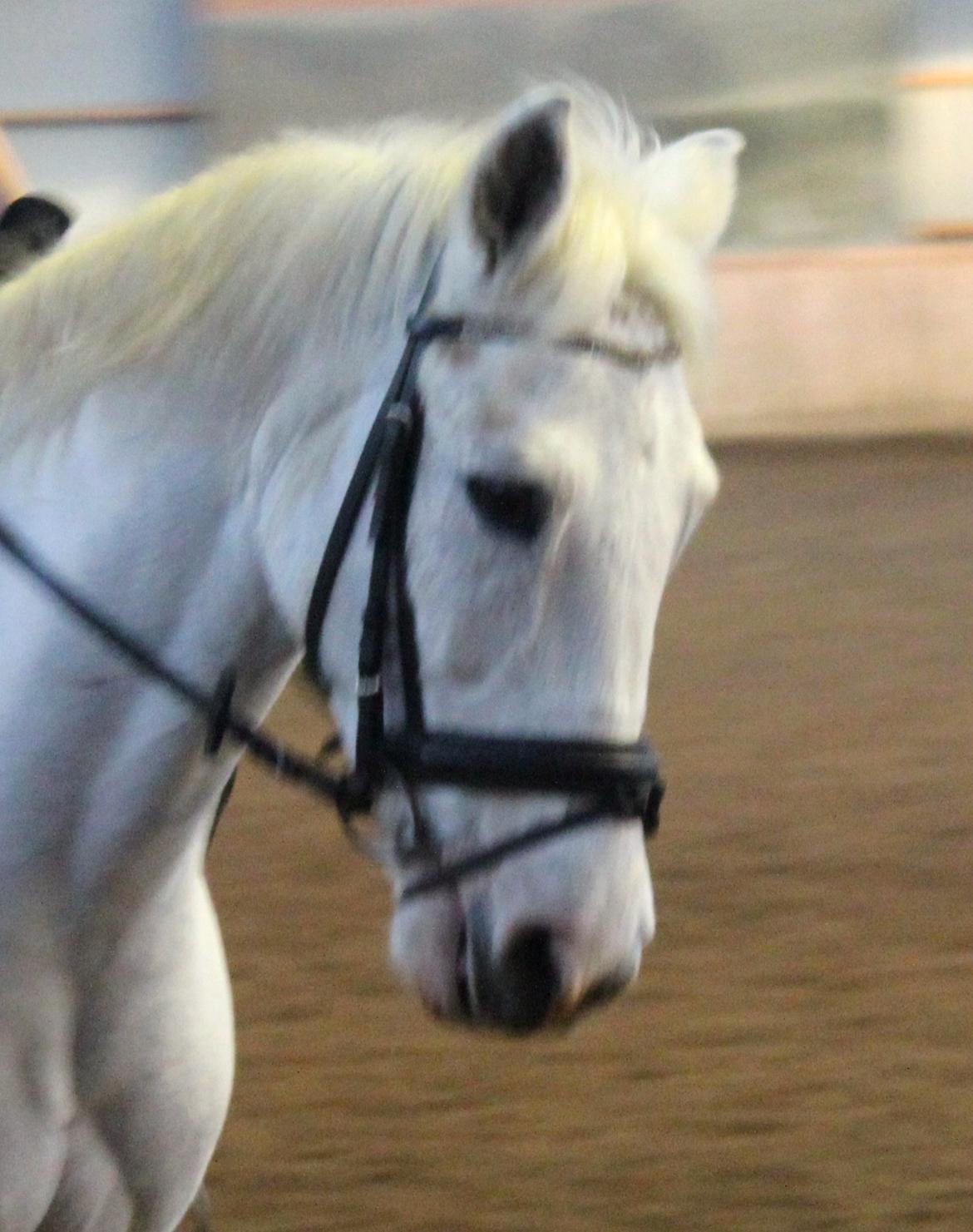 Anden særlig race Albert - Botte <3 billede 3