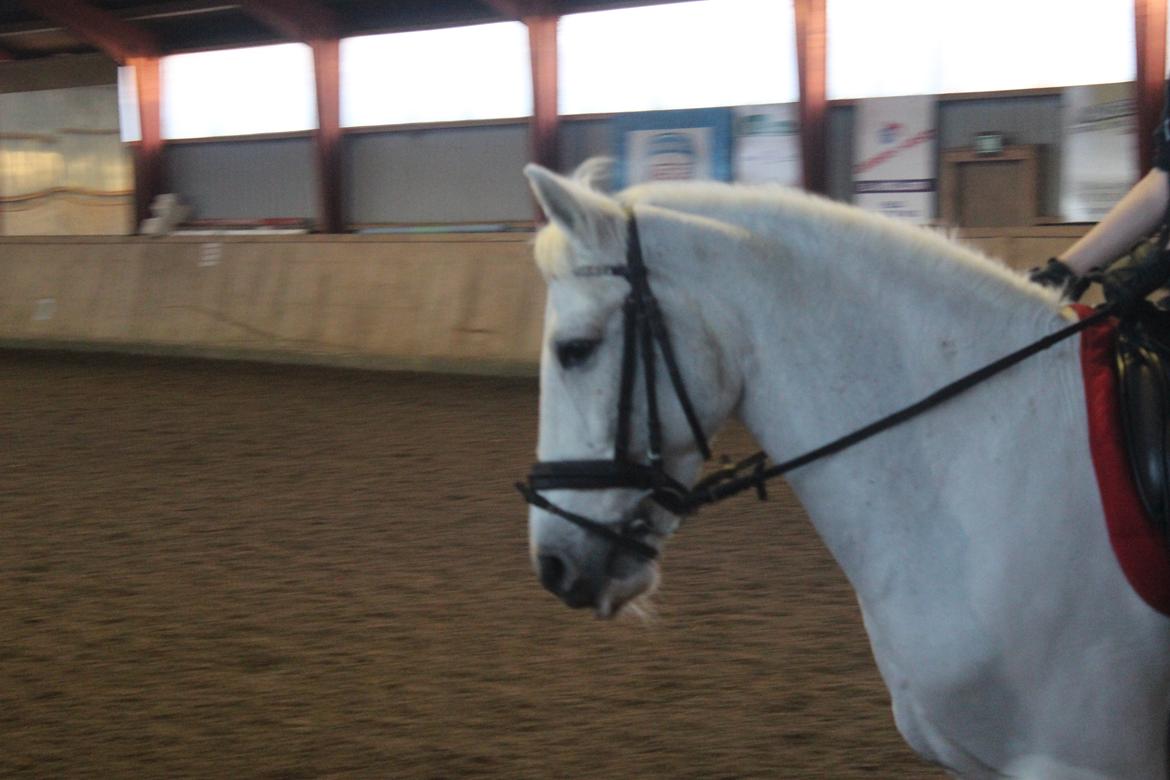 Anden særlig race Albert - <3 billede 10