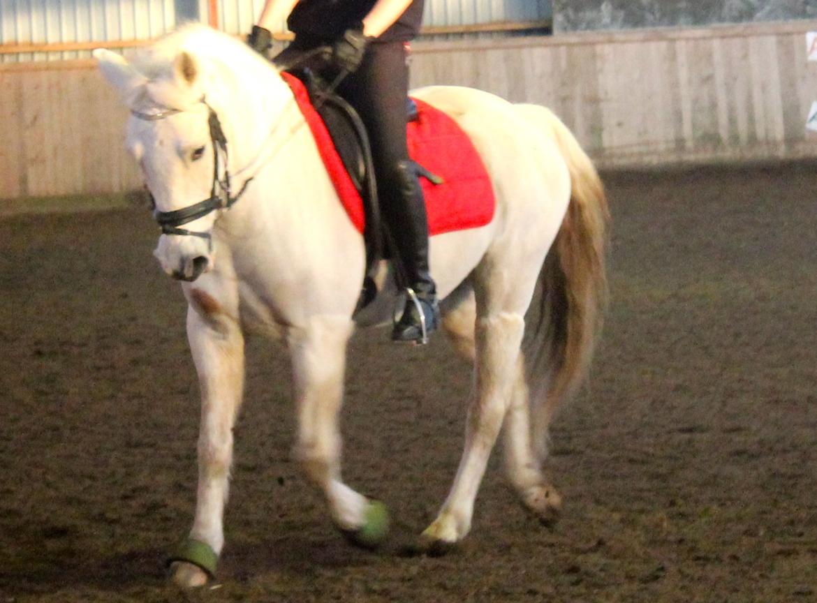 Anden særlig race Albert - <3 billede 11