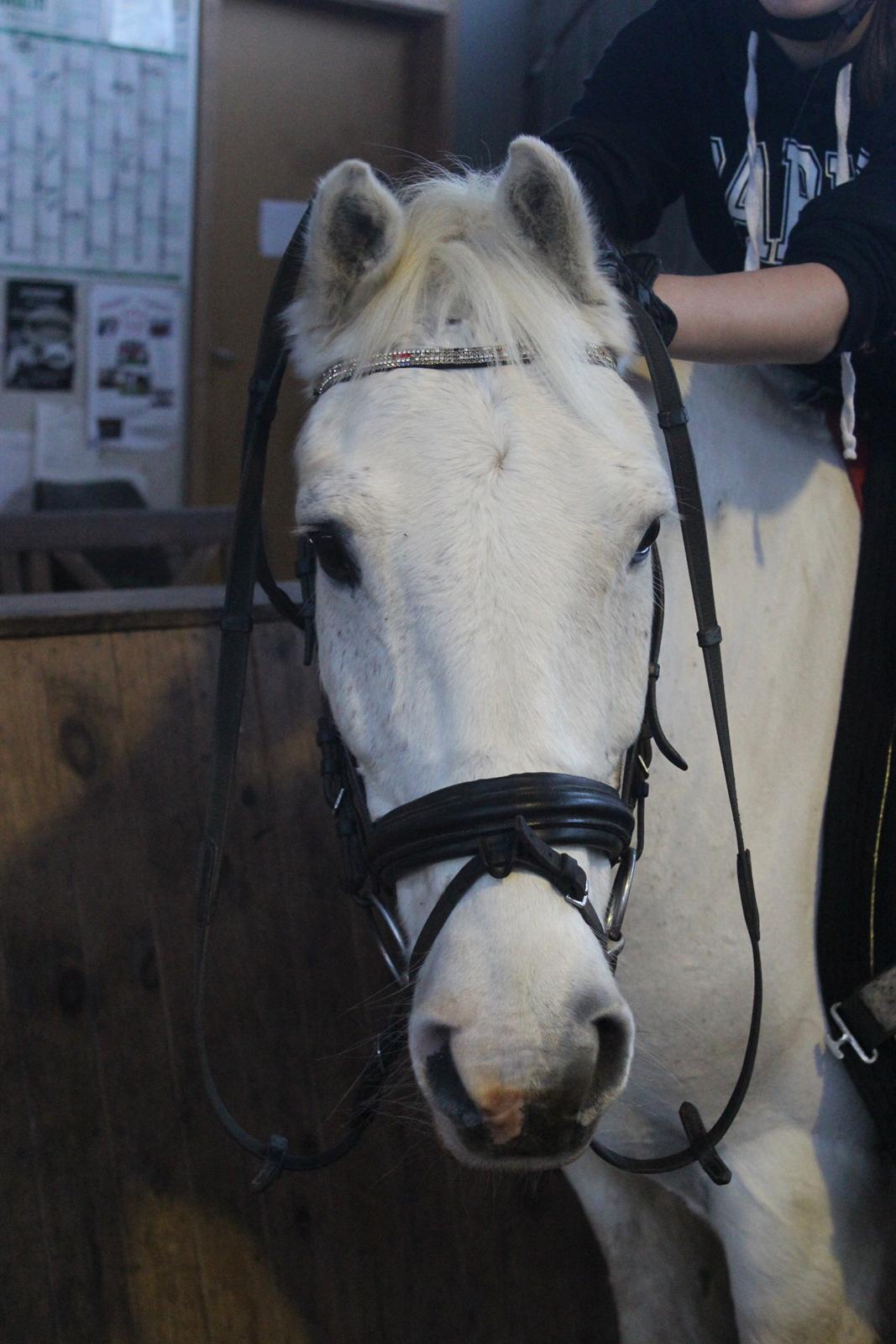 Anden særlig race Albert - Kaninøre <3 billede 12