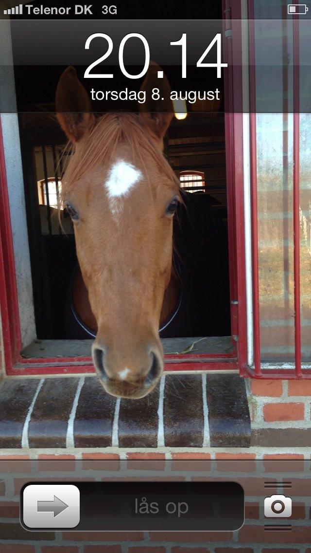 Quarter peppy maclou design  billede 3