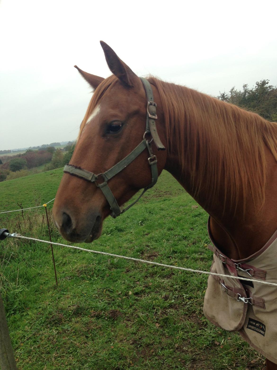 Quarter peppy maclou design  billede 4