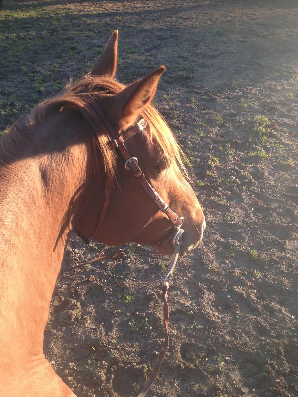 Quarter peppy maclou design  billede 5