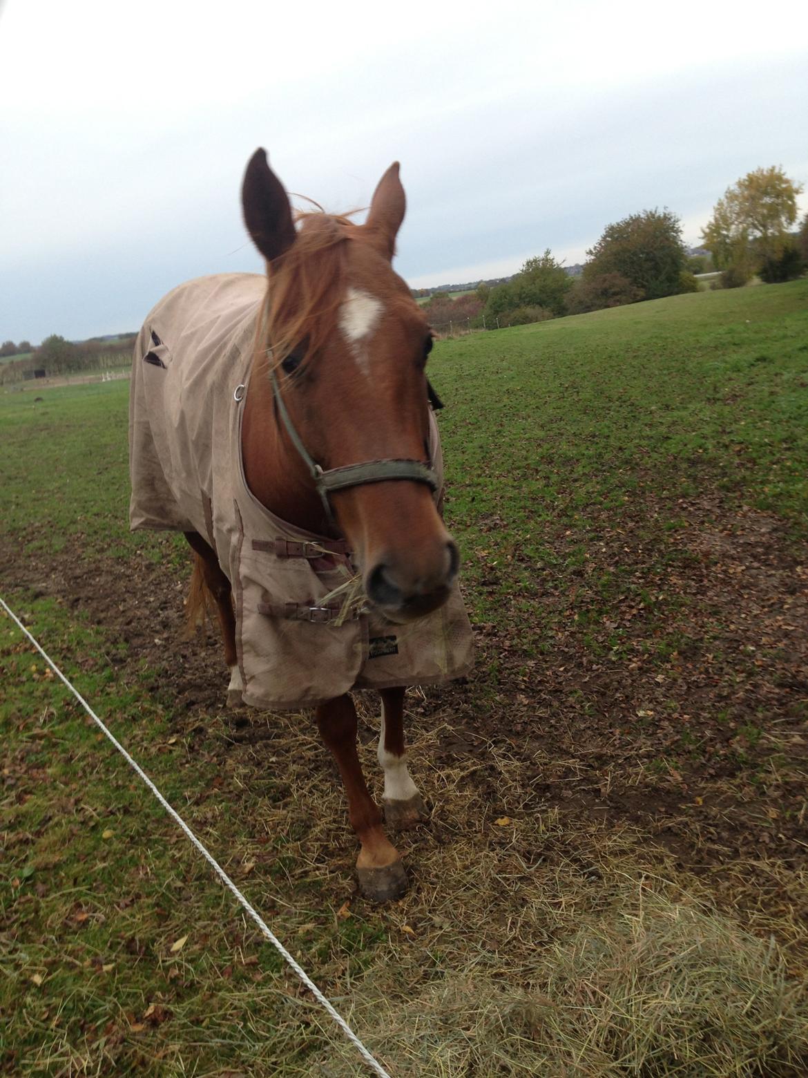 Quarter peppy maclou design  billede 8