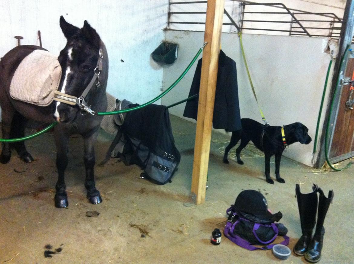 Welsh Mountain (sec A) Naturel Mini - Mini og min hund Carlo:) THE BLACK TEAM! billede 12